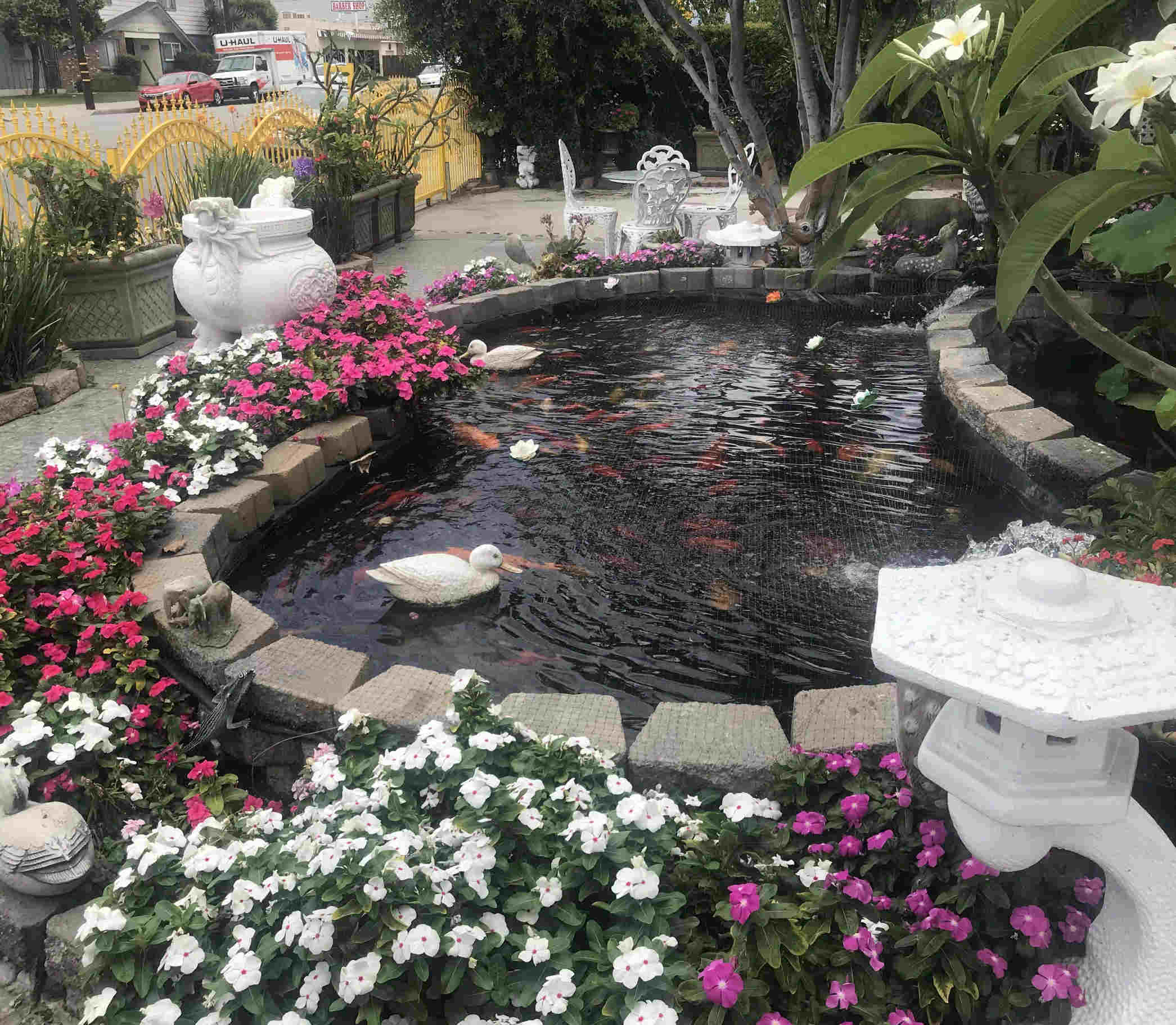 Fish Pond